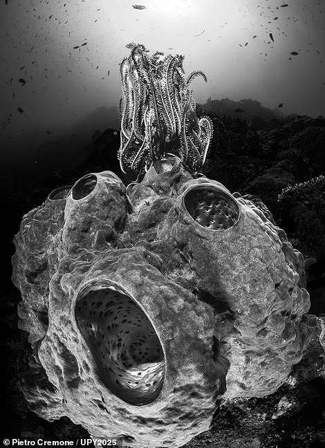 Взгляните на «Крик» — изображение губки «почти человеческого вида», сделанное итальянским фотографом Пьетро Кремоне в морском парке Бунакен в Индонезии. Фотография отмечена в категории «Чёрное и белое»