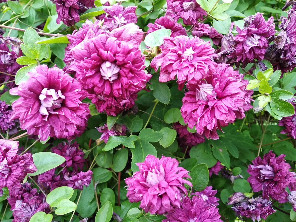 Клематис Пурпуреа Плена Элеганс. Источник фото: https://lafa.ru/plants/p/27183-klematis-botanicheskiy-purpurea-plena-elegans/