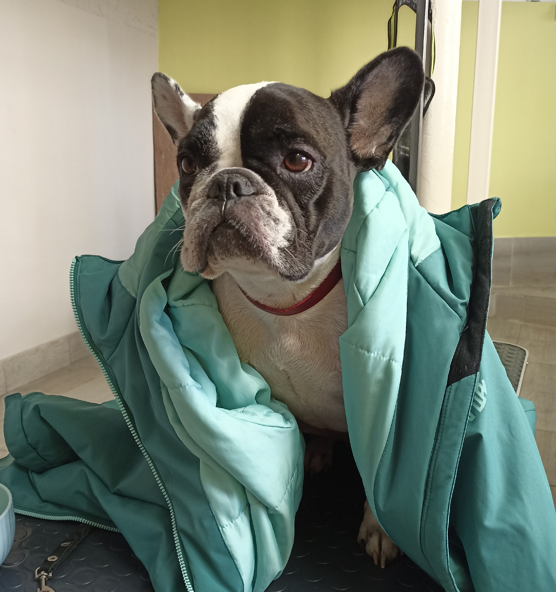 В студии пока прохладно. Анабель моего энтузиазма не разделяет