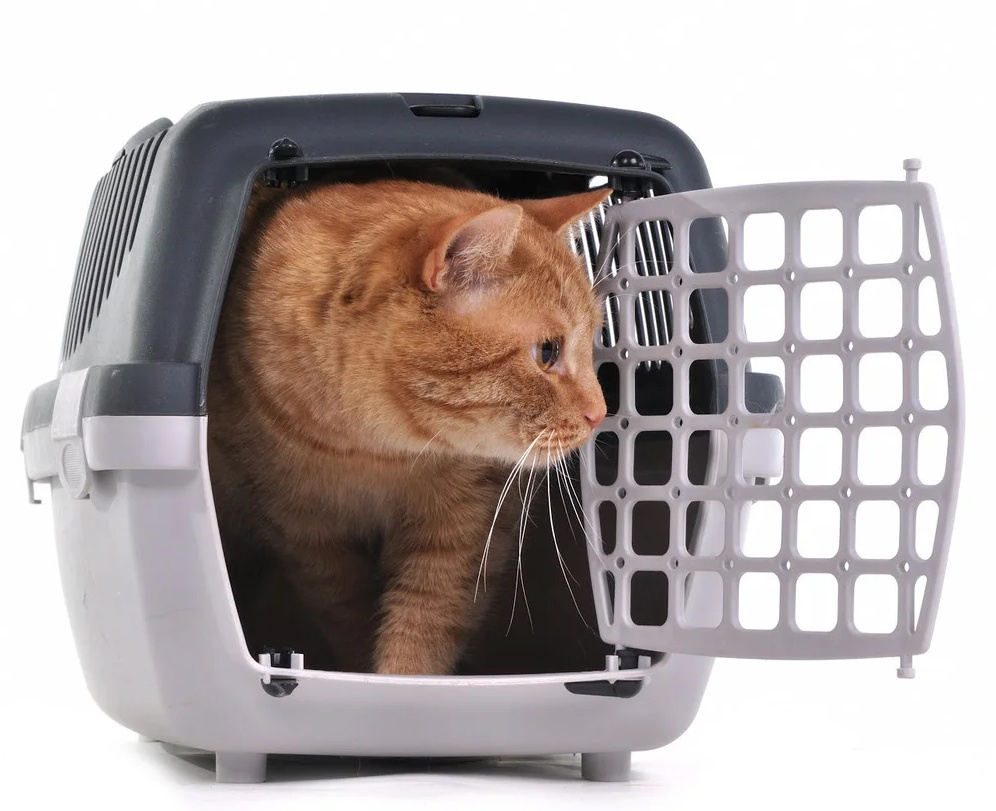 Фото из Интернета.