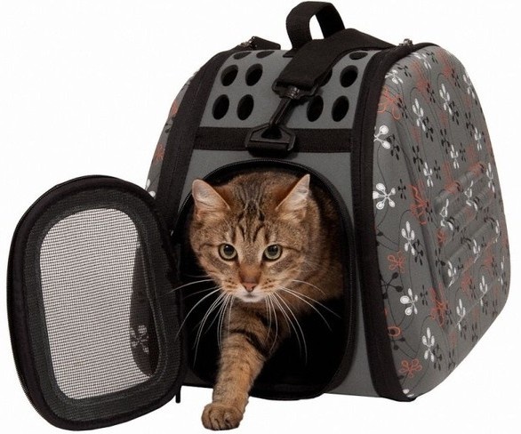 Фото из Интернета.