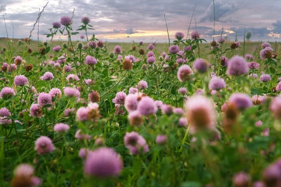 приметы о клевере четырехлистном