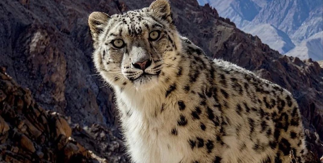 Чем ирбис дышит в высокогорье?