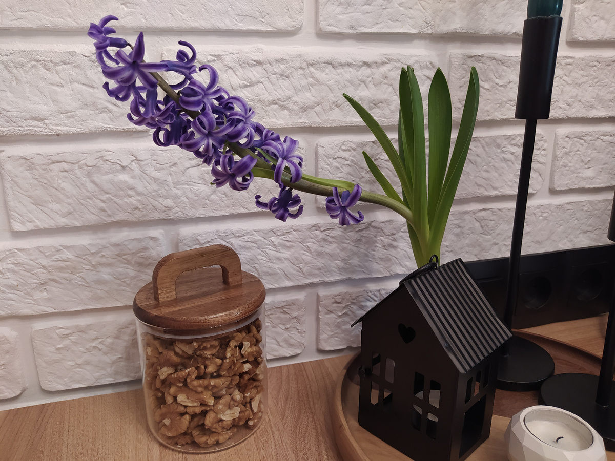 Очень люблю гиацинты за нежность, красоту и неимоверно приятный аромат. Не удержалась и купила второй гиацинт. 😁 Похоже, он будет розовым. Весна...