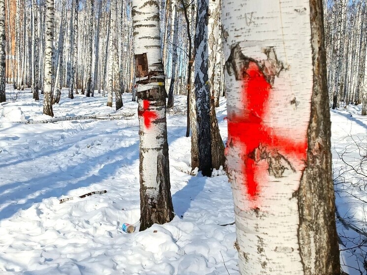     Межевые знаки в березовой роще. Фото: Николай Курилов / МК-Урал.
