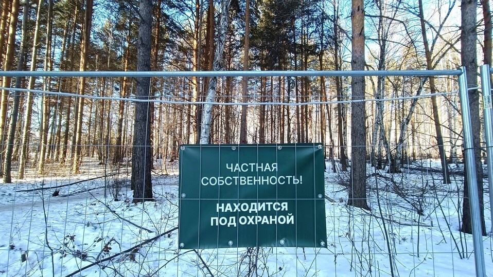     Березовая роща в Академическом районе Екатеринбурга. Фото: Николай Курилов / МК-Урал.