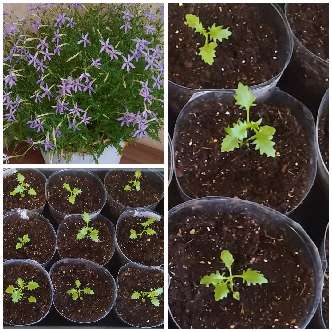 Лаурентия,изотома.