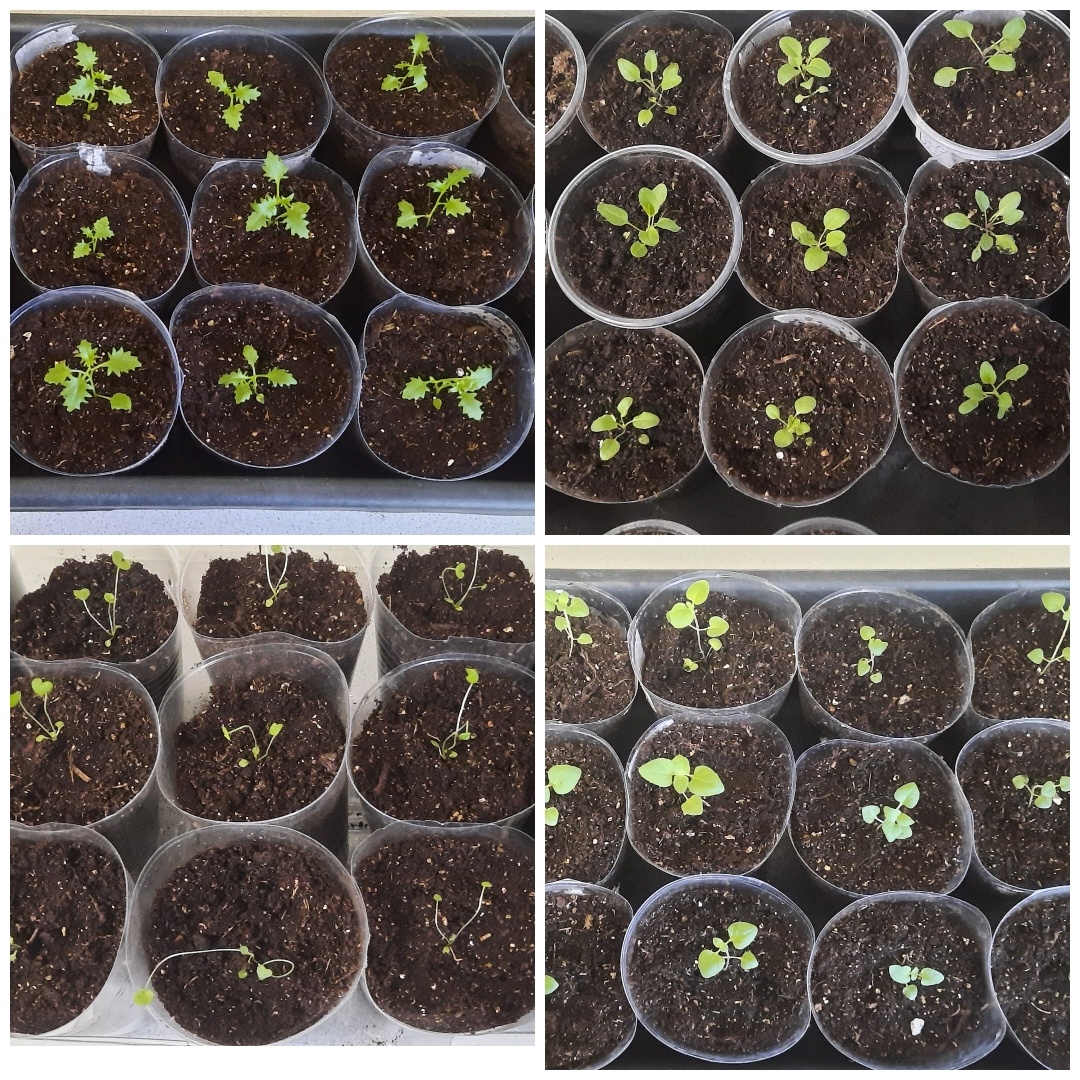 Моя рассада цветов.