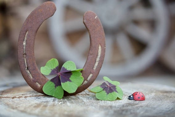 приметы о клевере