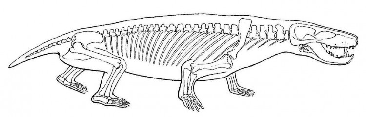 Прорисованная реконструкция скелета.