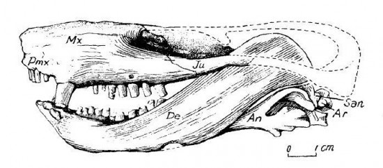Череп ордосиодона с нижней челюстью.