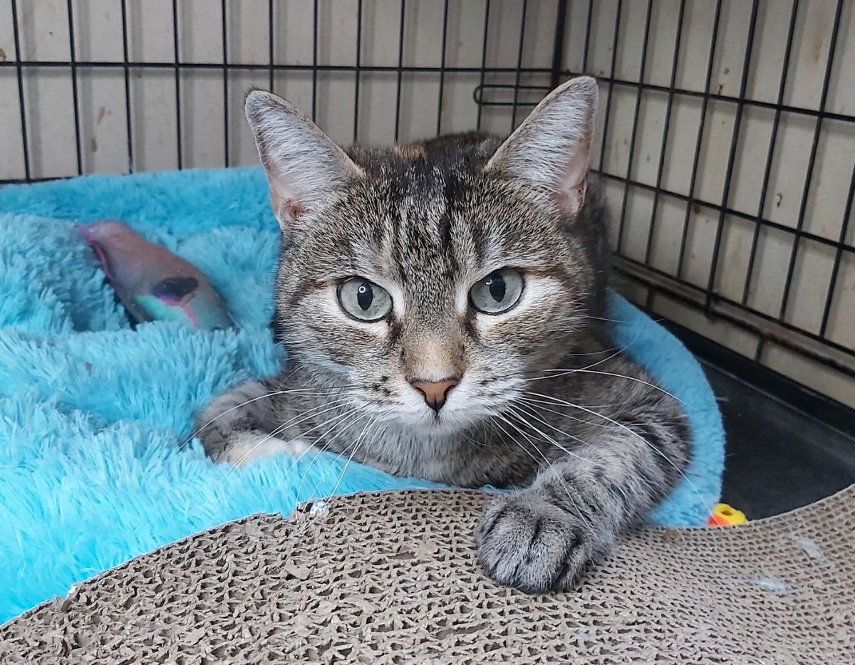 Кошечка Джибути, 6 лет. Джибути бывшедомашняя, осталась без хозяина.