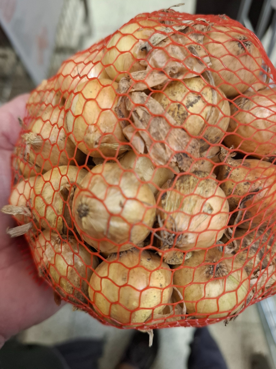 Фото автора. Диаметр луковички от 22-х до 30- ти миллиметров. На вид грязноватый. Или это следы от чёрной плесени.