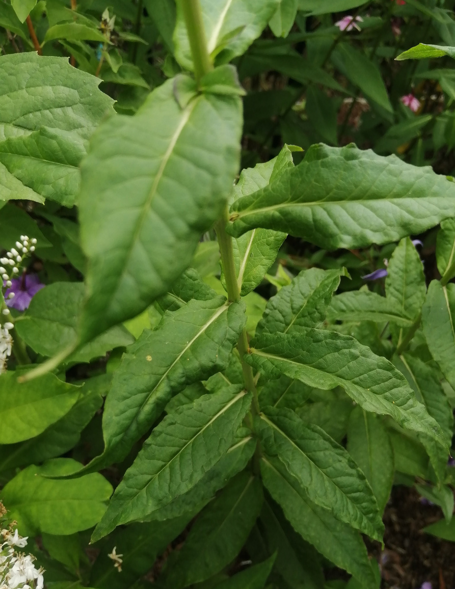 Побег метельчатого флокса перед обрезкой