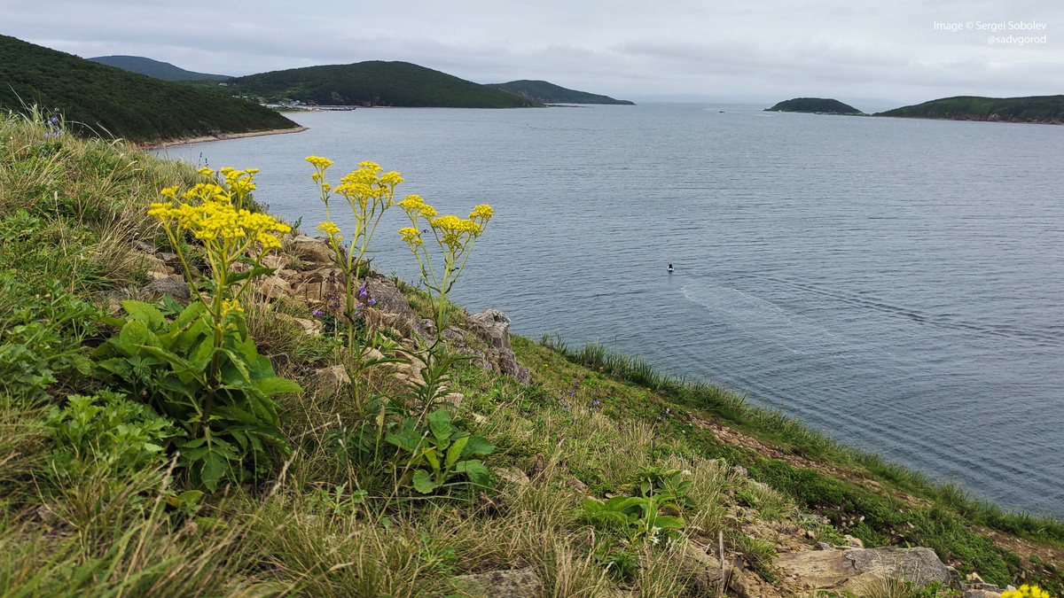 Патриния скабиозолистная (Patrinia scabiosifolia). Владивосток, конец июля-начало августа.