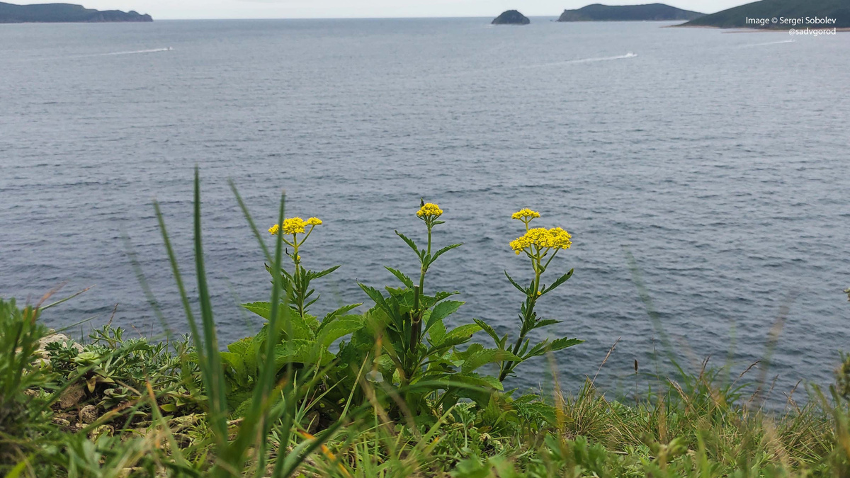 Патриния скабиозолистная на прибрежных склонах.