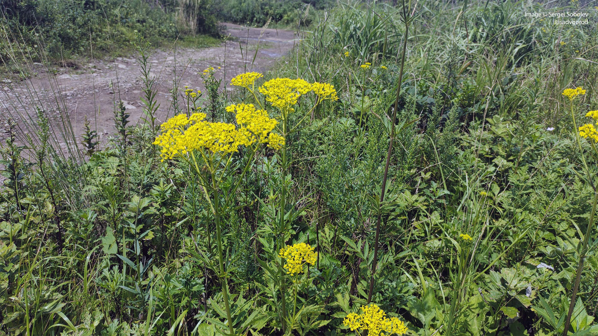 Патриния скабиозолистная на дальневосточных лугах.