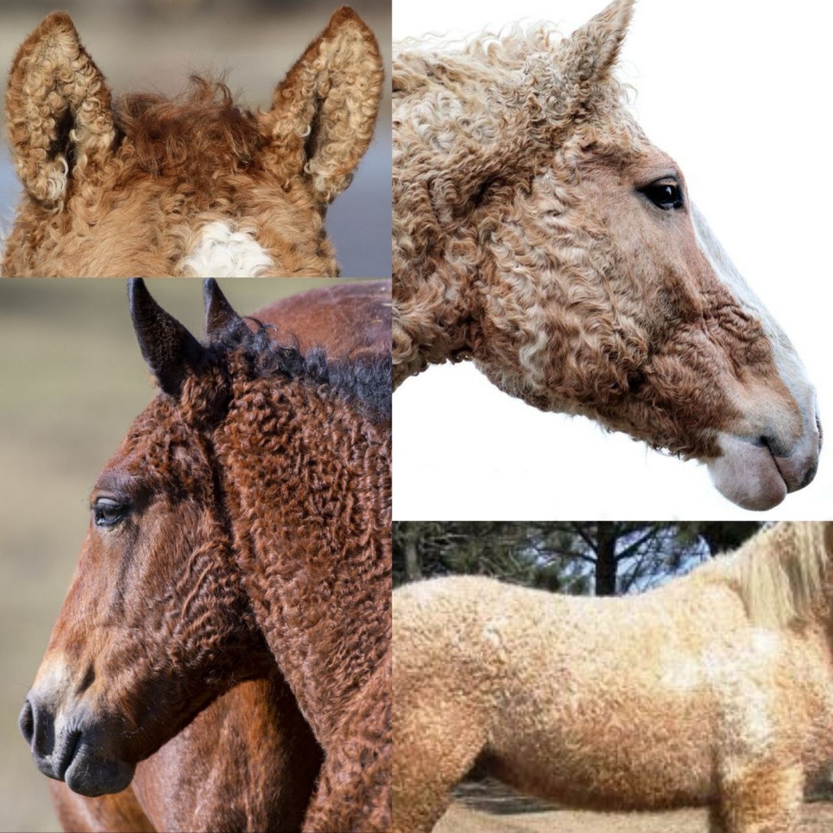 Забайкальская порода