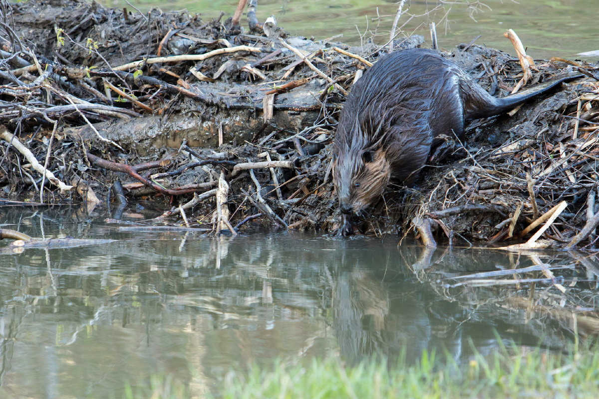 Фото: P. Henry (Global Look Press)