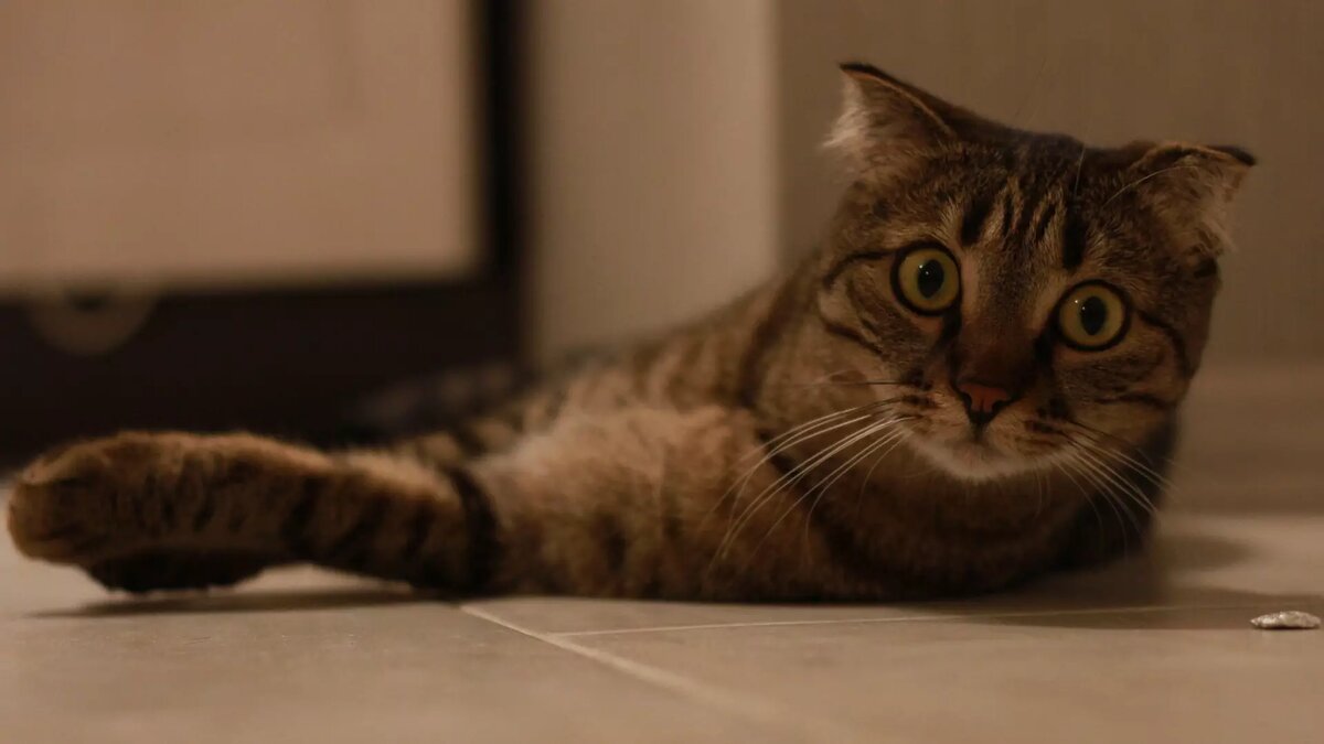     Источник: 1MI