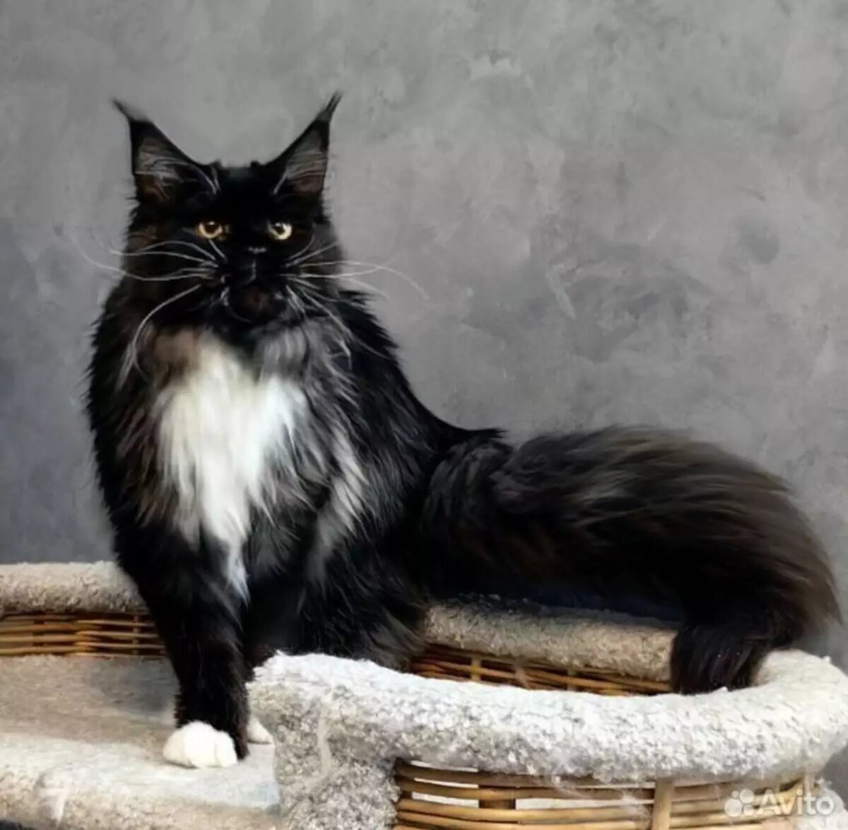     Автор: Авито Источник: https://avito.ru/rostov-na-donu/koshki/kotenok_meyn_kun_dymnogo_okrasa_5089667706?utm_campaign=native&utm_medium=item_page_ios&utm_source=soc_sharing