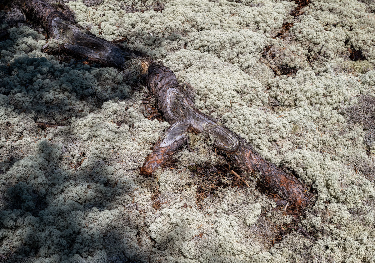 Корень сосны в лишайниках.