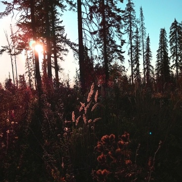 Вечернее солнце. Фото автора.