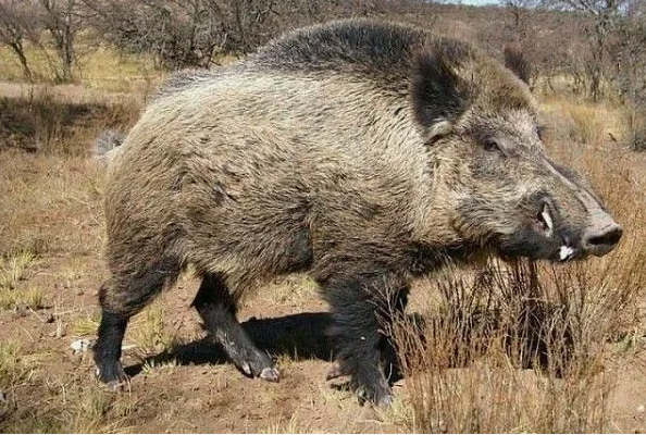 фото из интернета