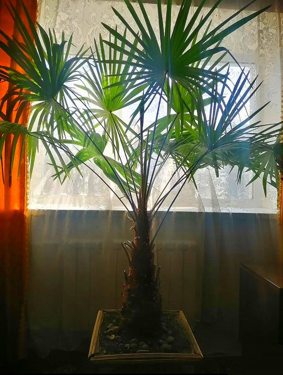 Вот такую пальму красивую, я нашла на Авито за 15.000 рублей. 