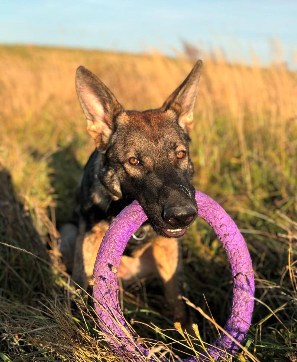 Ичи после передержки