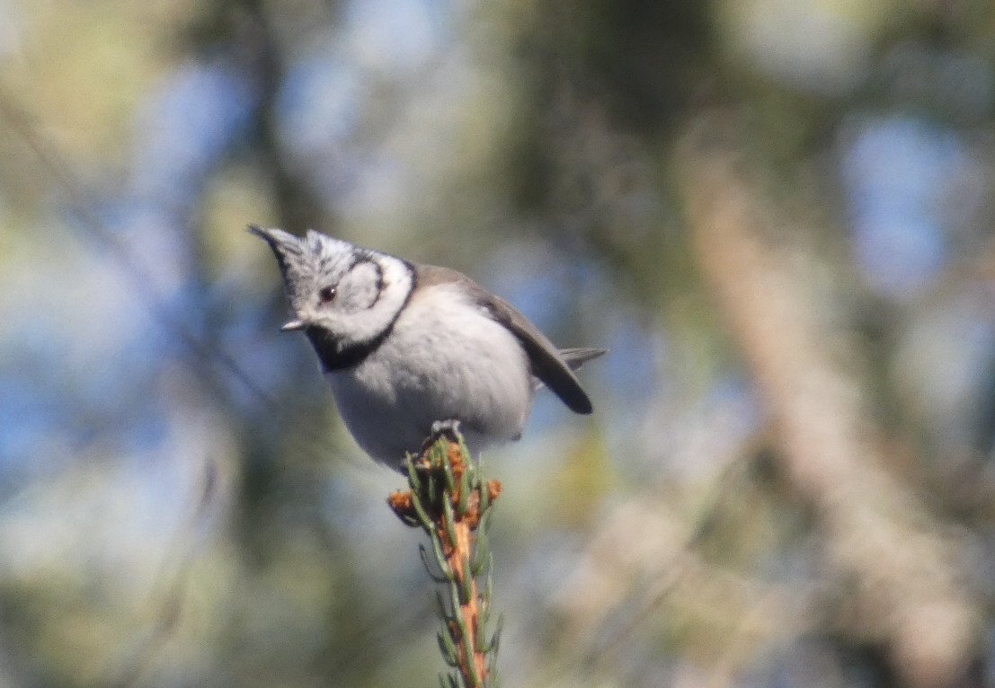 гренадёрка