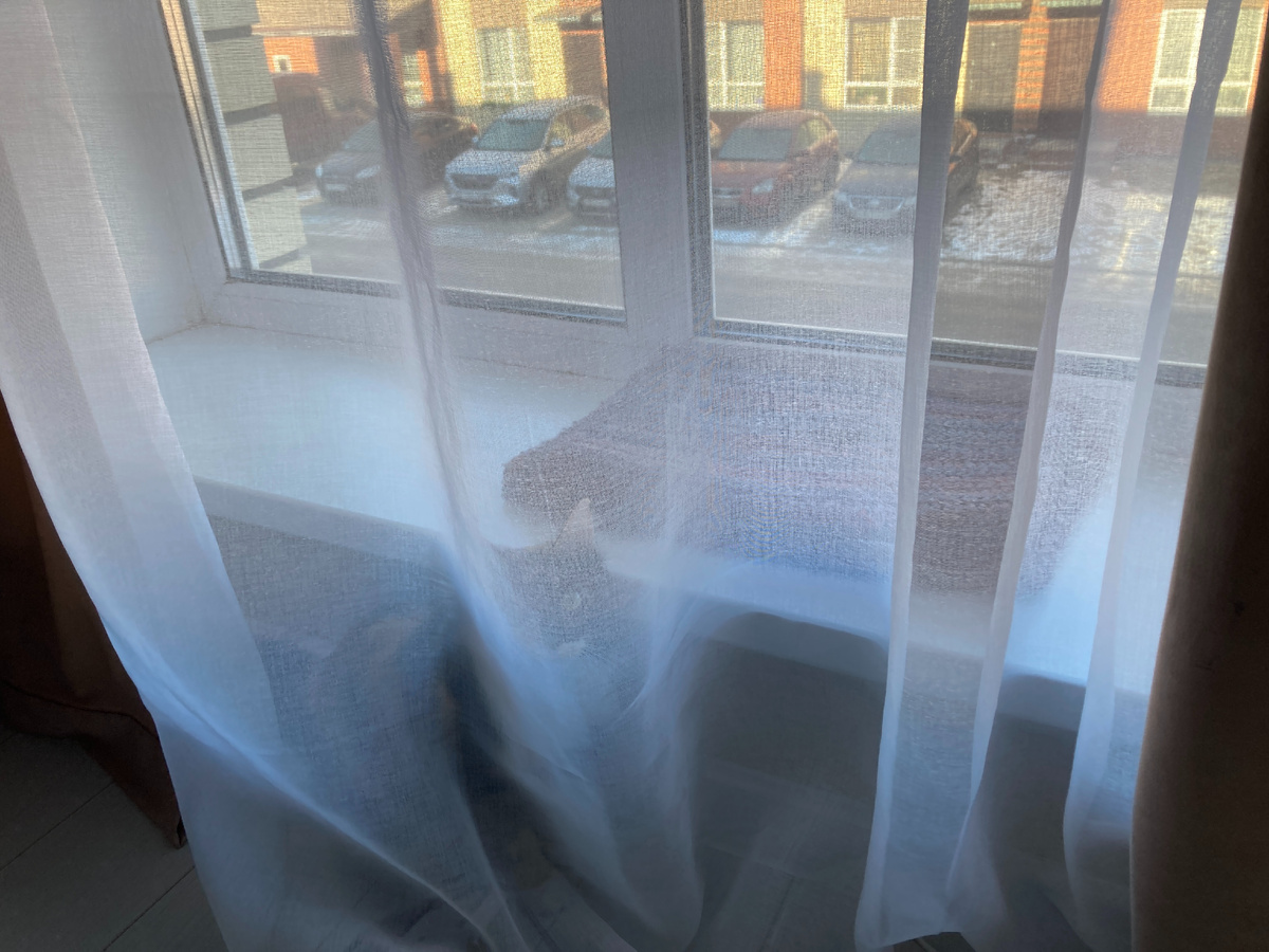 Вид из окна на кота