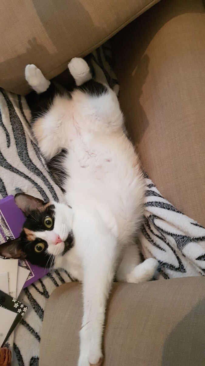 Кошечка Тасенька