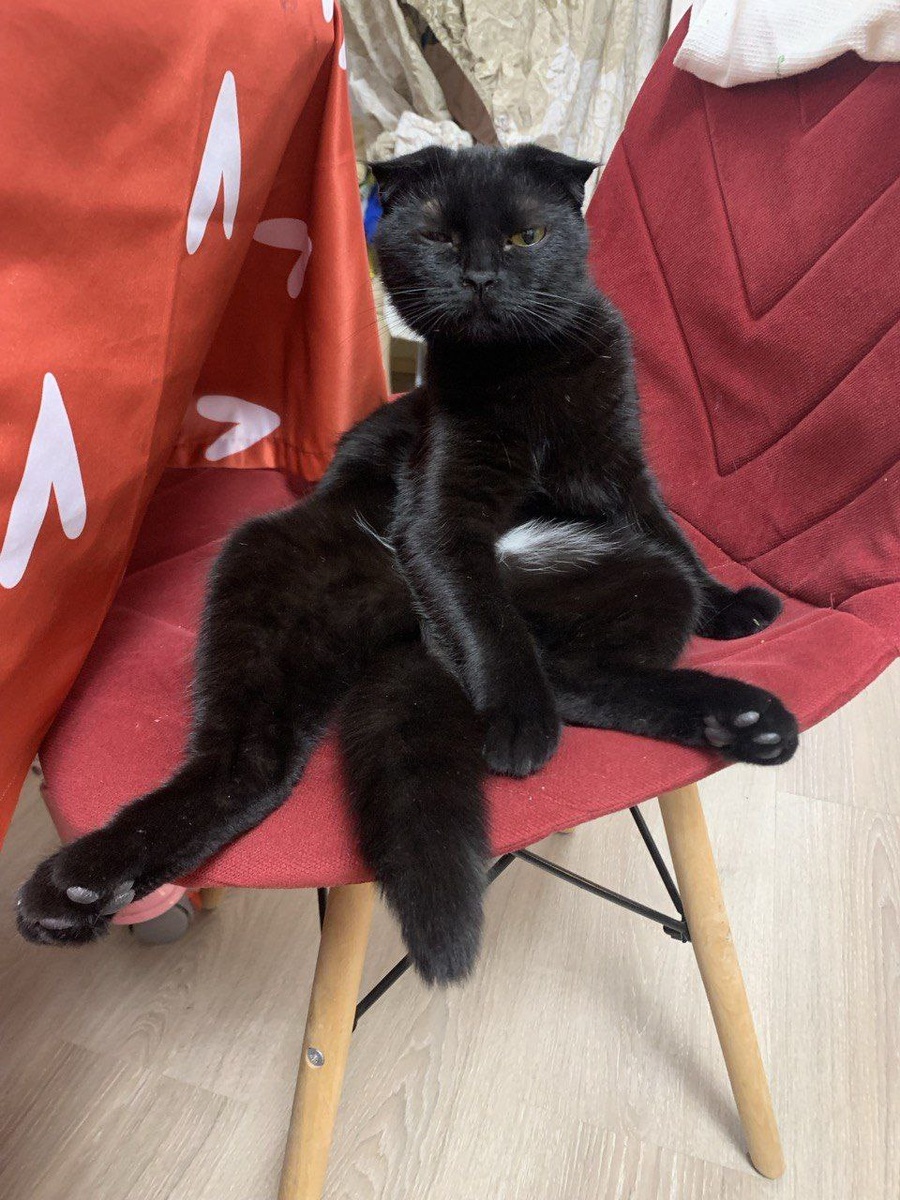 Кошечка Бусенька (коТовое имя - Бикини)