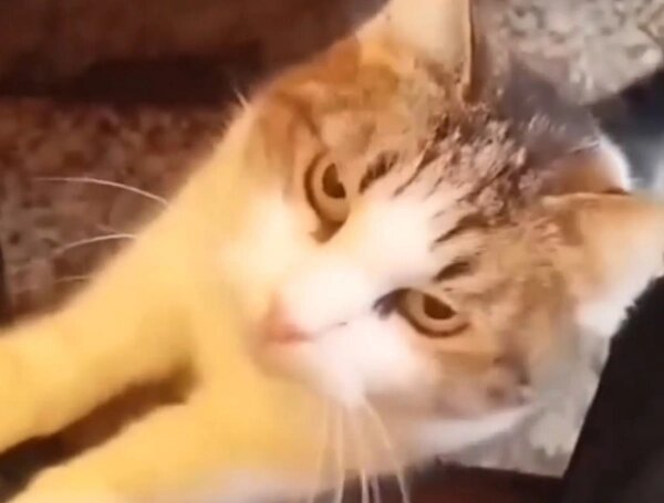 В Крыму неизвестный выбросил кошку с балкона музея. Обложка © VK / Крым 24