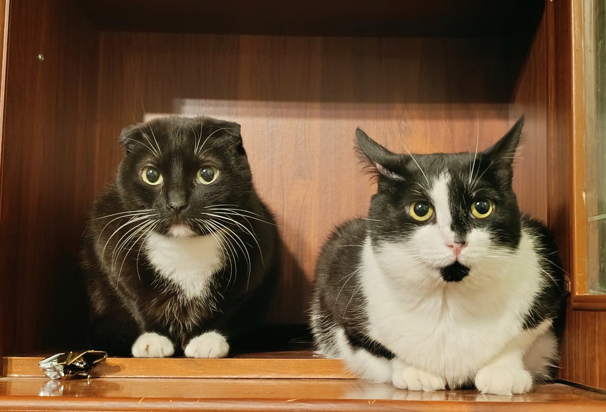 Котов каждая женщина хочет, чего это вы