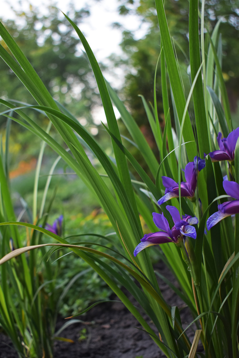 Ирис злаковидный