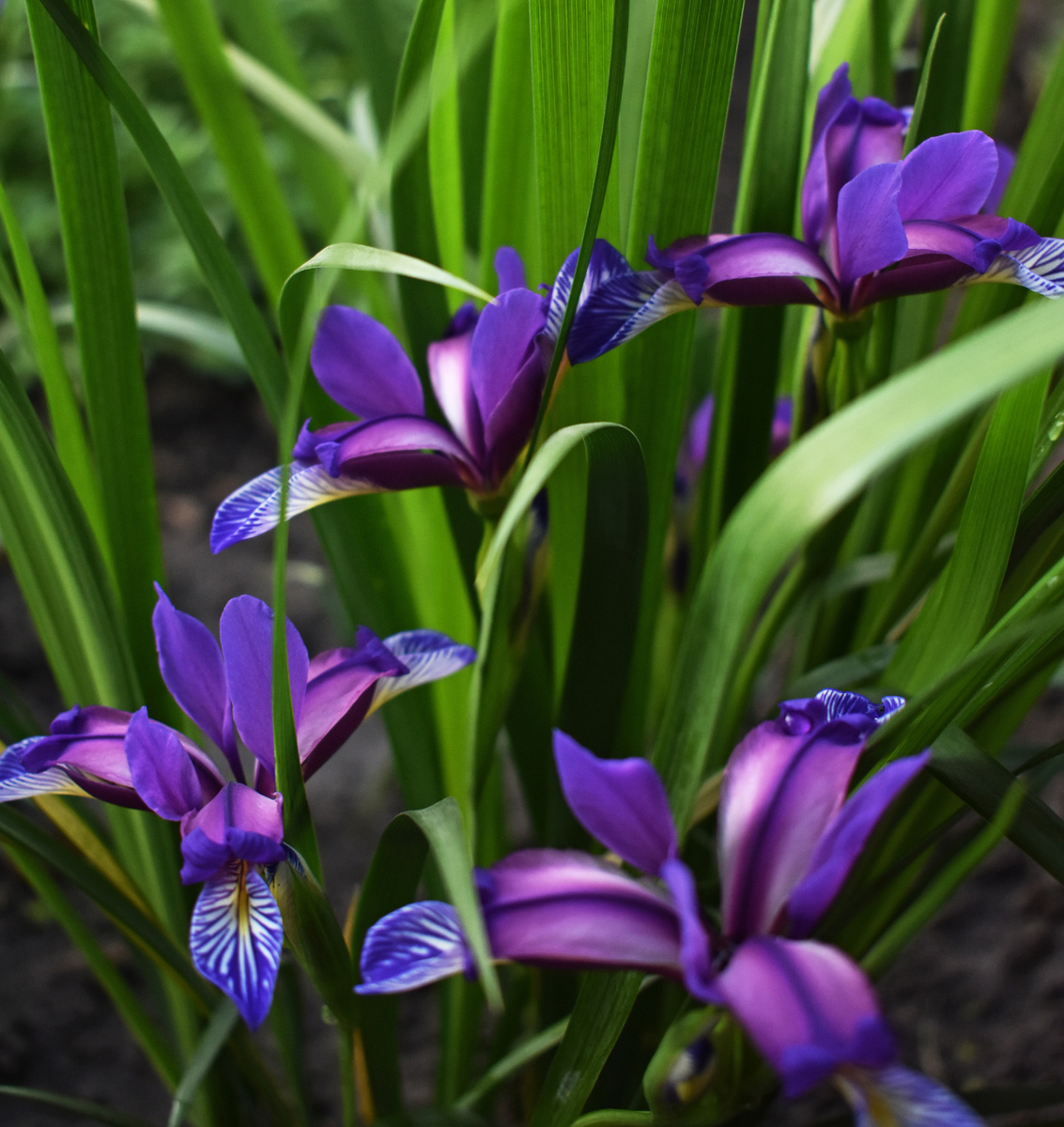 Цветы ириса злаковидного