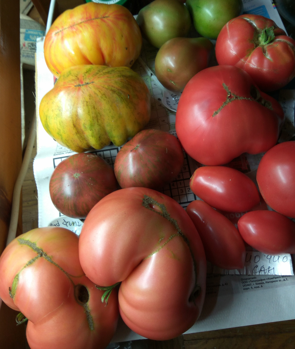 Свои помидорки. Правда же, приятно? 