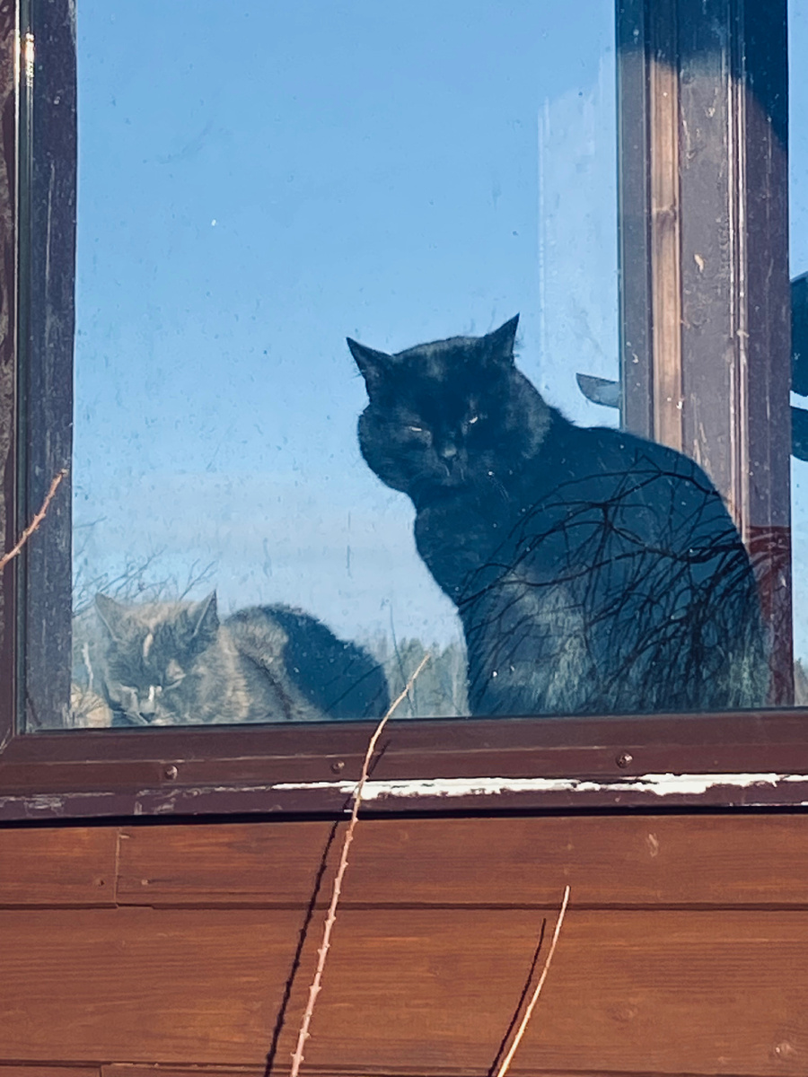 Черныш с Мышкой. Везде фото автора.