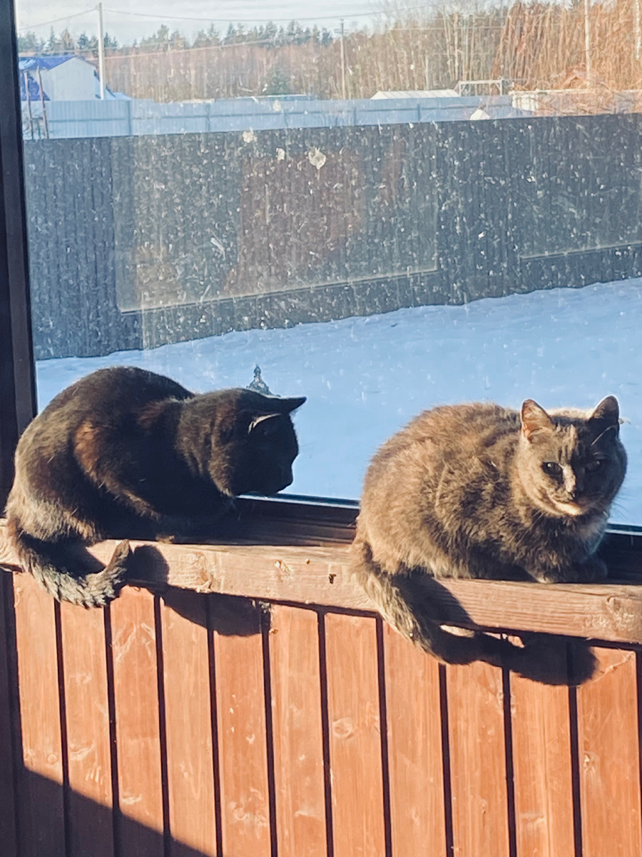 Черныш просто не отлипает от своей котодевушки.