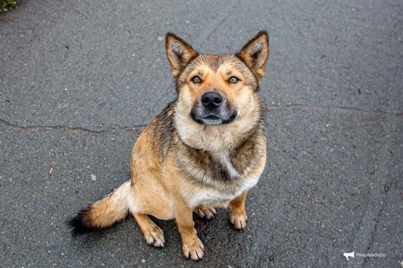    Фото: primamedia.ru Георгий