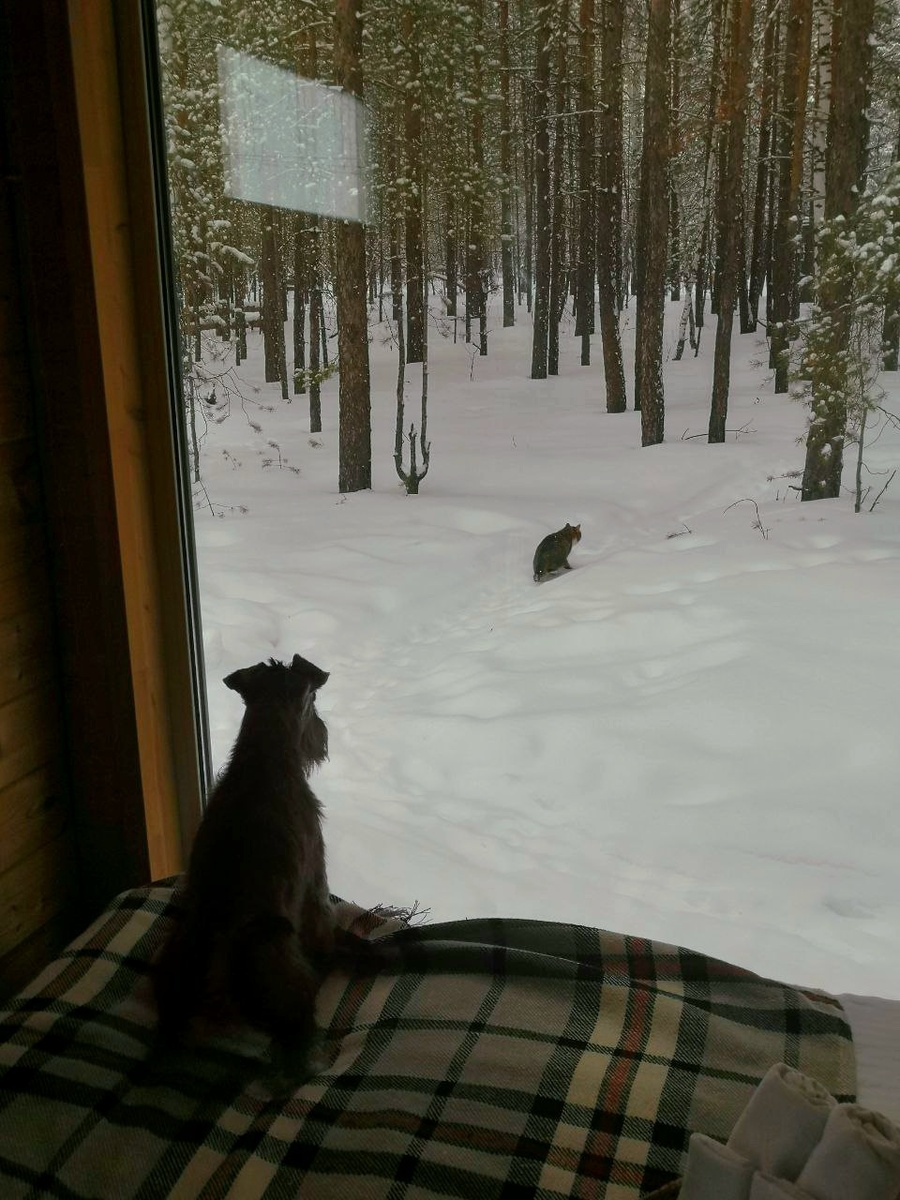 Тимоша в глэмпинге зимой. Бдит