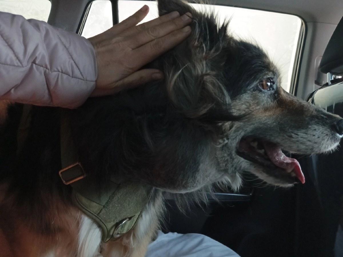 В машине вела себя идеально 