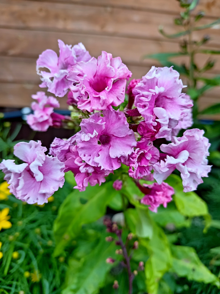 Беляночка и розочка - от 1500 за саженец