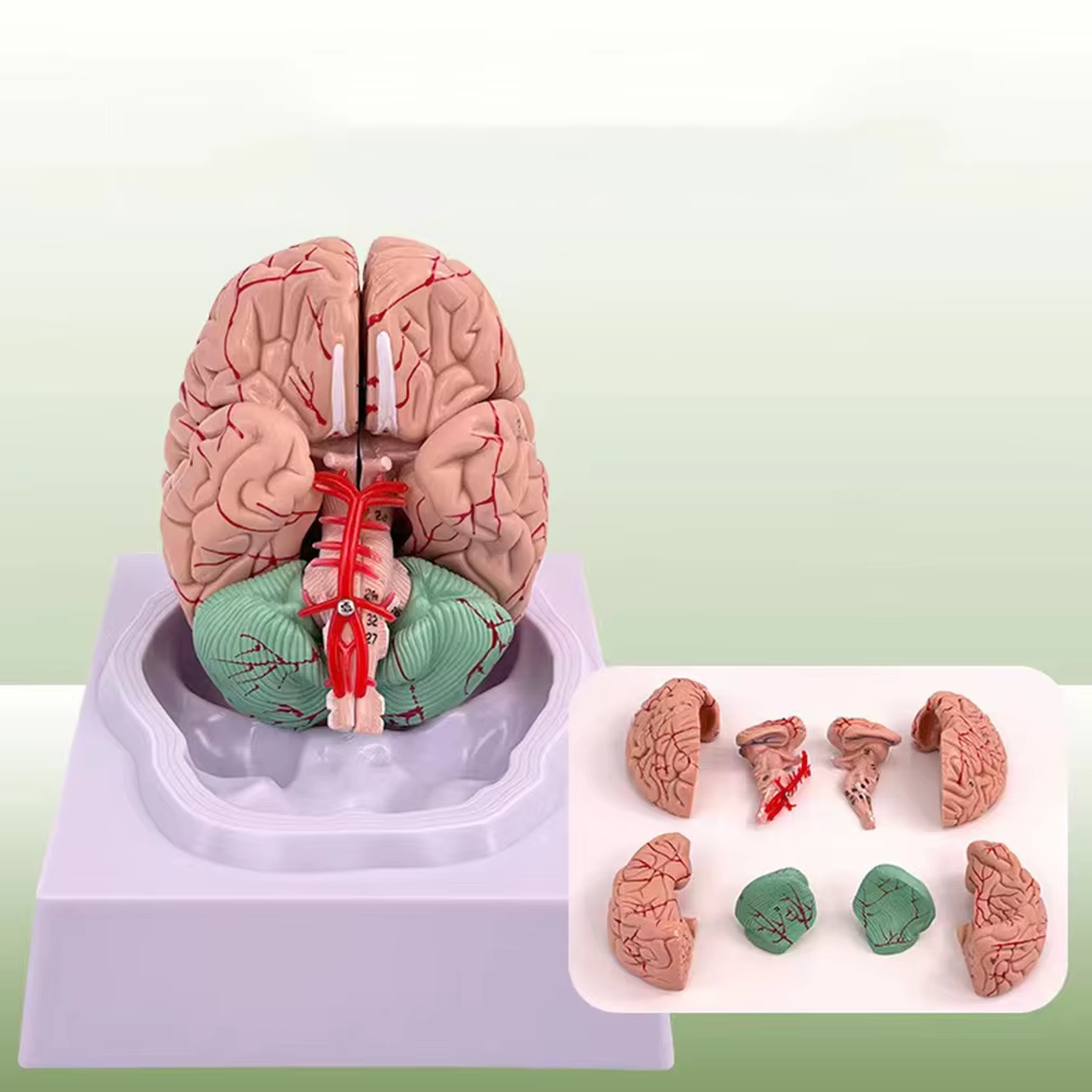3D-модель головного мозга с отмеченными зонами ответственности.