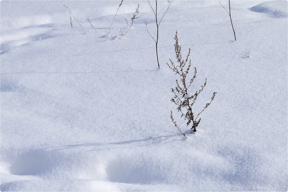 1. Зимние травы © NickFW.ru - 10.02.2018г.