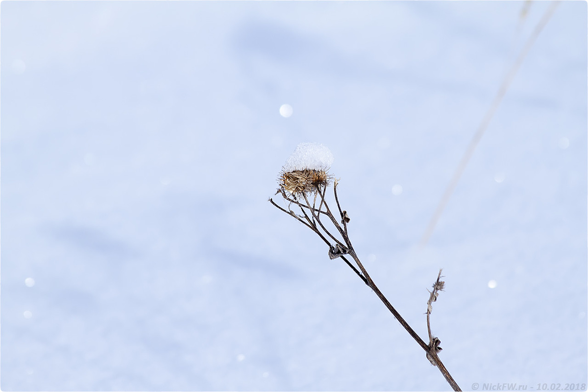 2. Зимние травы © NickFW.ru - 10.02.2018г.