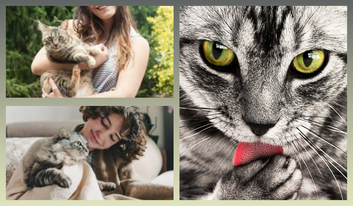 Кошки/pixabay.com