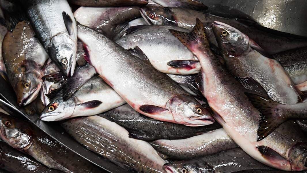    Фото: ТАСС/Юрий Смитюк